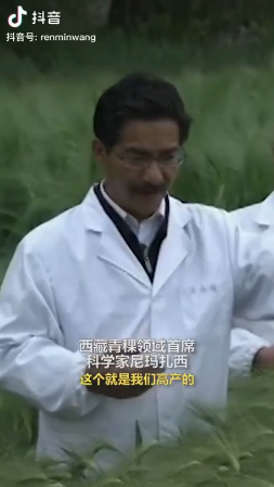 西藏青稞11.png