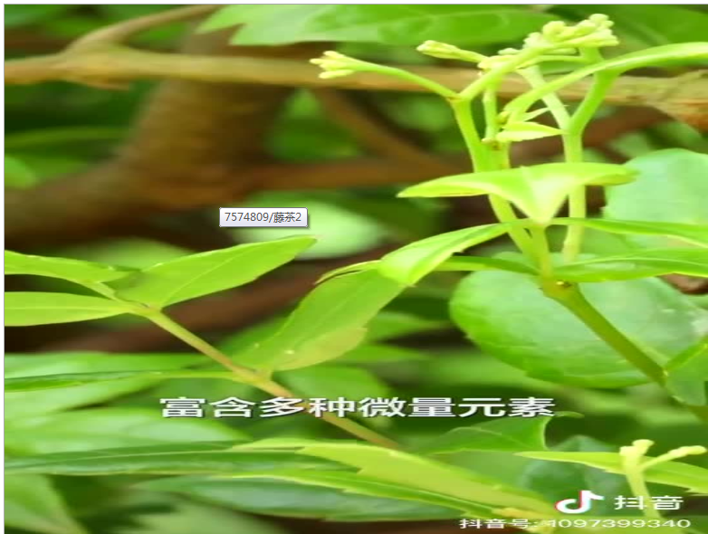 茶2.png