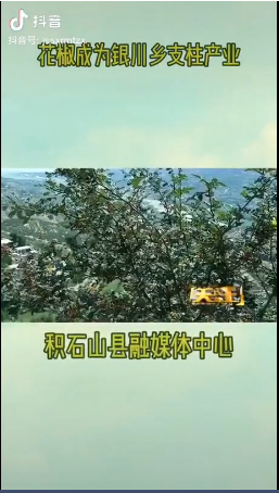 石山县花椒8.png