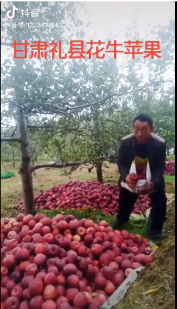 礼县苹果12.png