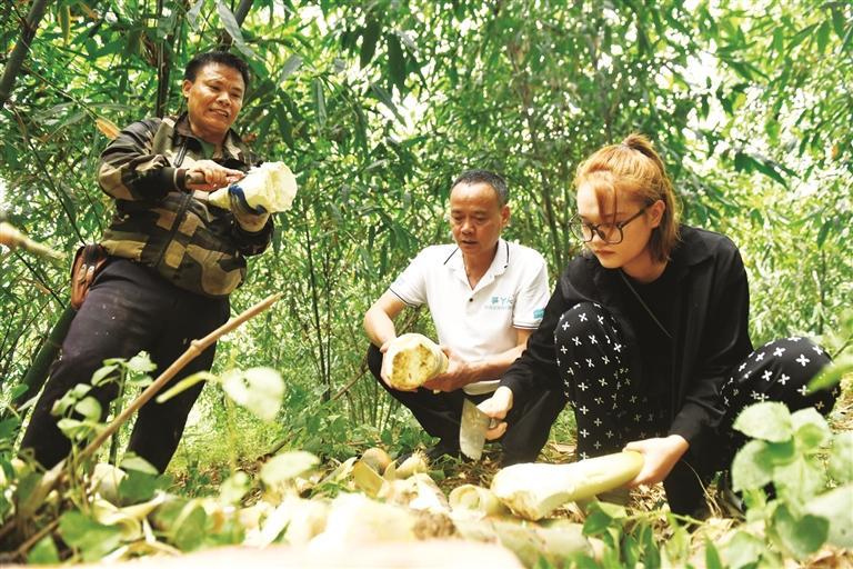 广西科技大学生物 可爱的乡村——“95后”青年返乡当“笋丫头” 用科技助传统农业振兴