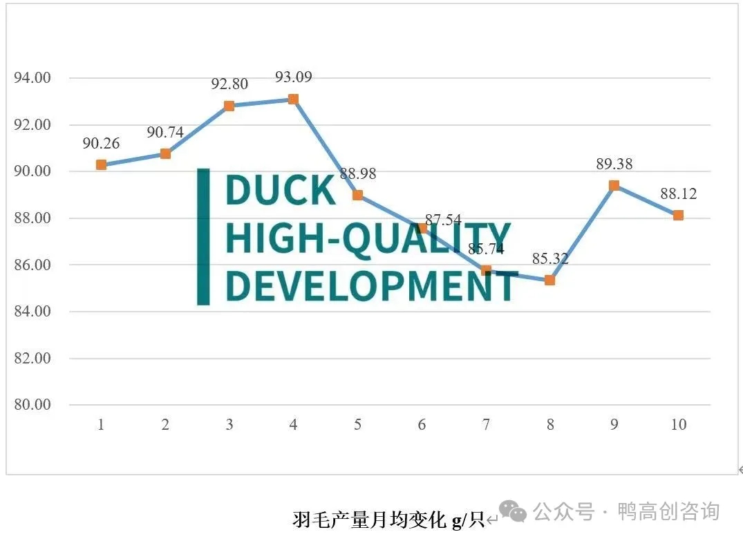 白羽2.jpg