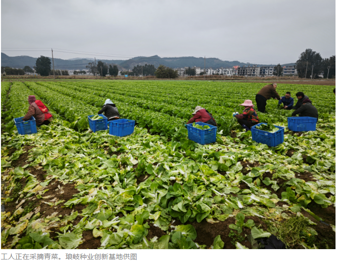 中国农业农村信息网_这个春节,福州"菜篮子"物丰价稳