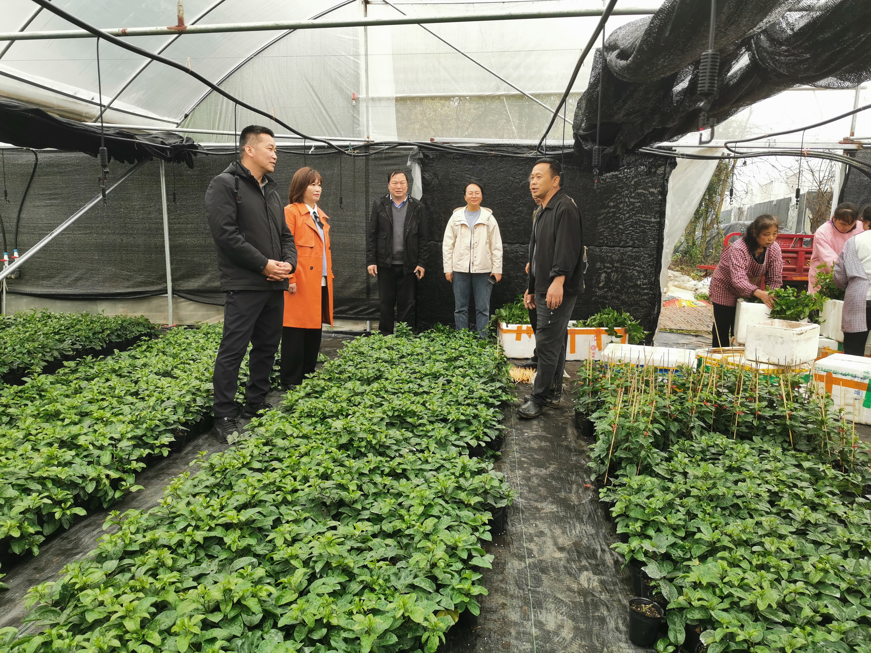 中国农业农村信息网_桂林市农业农村局刘永忠总农艺师到灵川县,临桂区