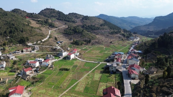 遵义仁怀市茅坝镇万亩羊角菜迎丰收冬闲田巧变致富田